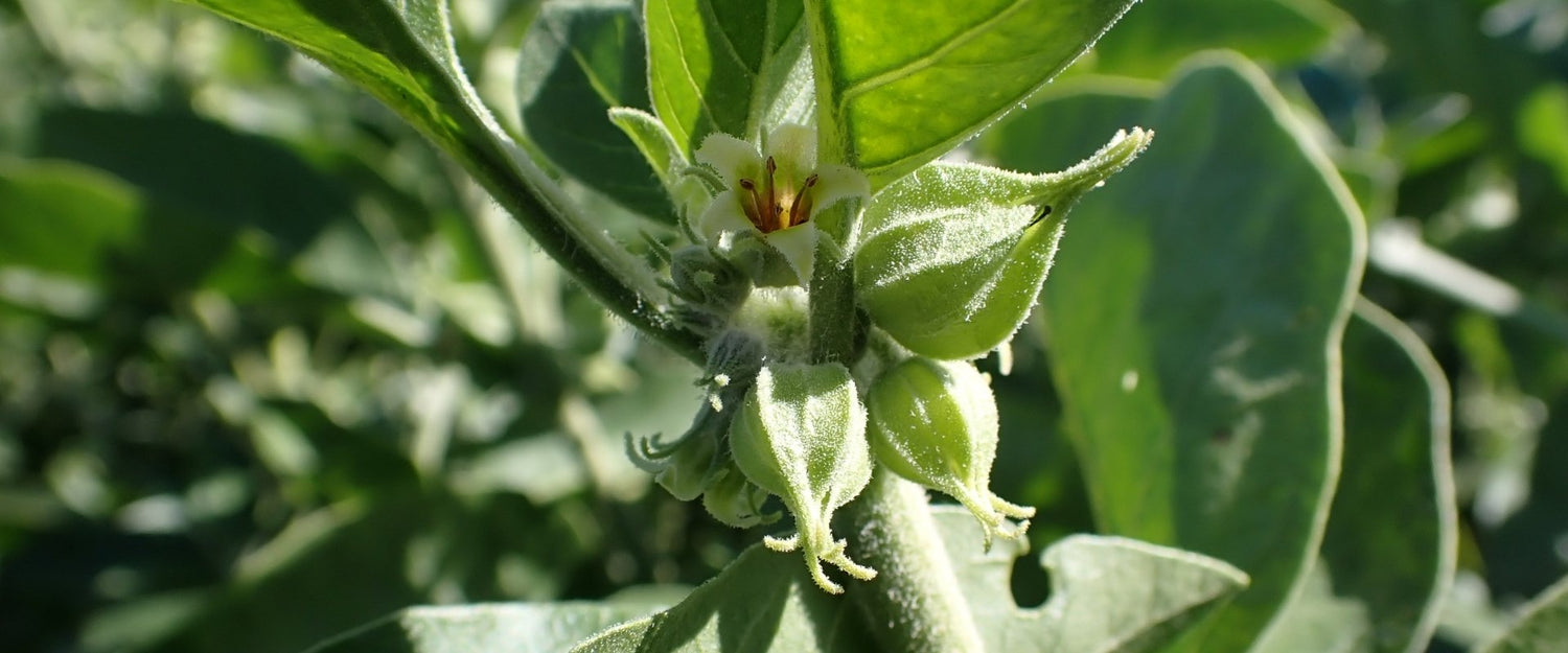 How Adaptogens Can Help Reduce Stress Naturally