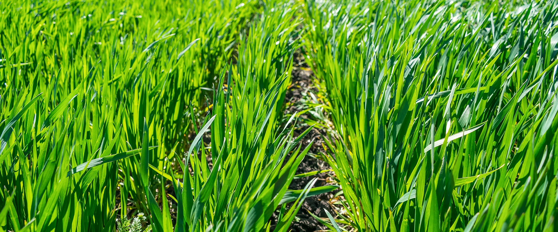 Regenerative nourishment: You Are What They Eat