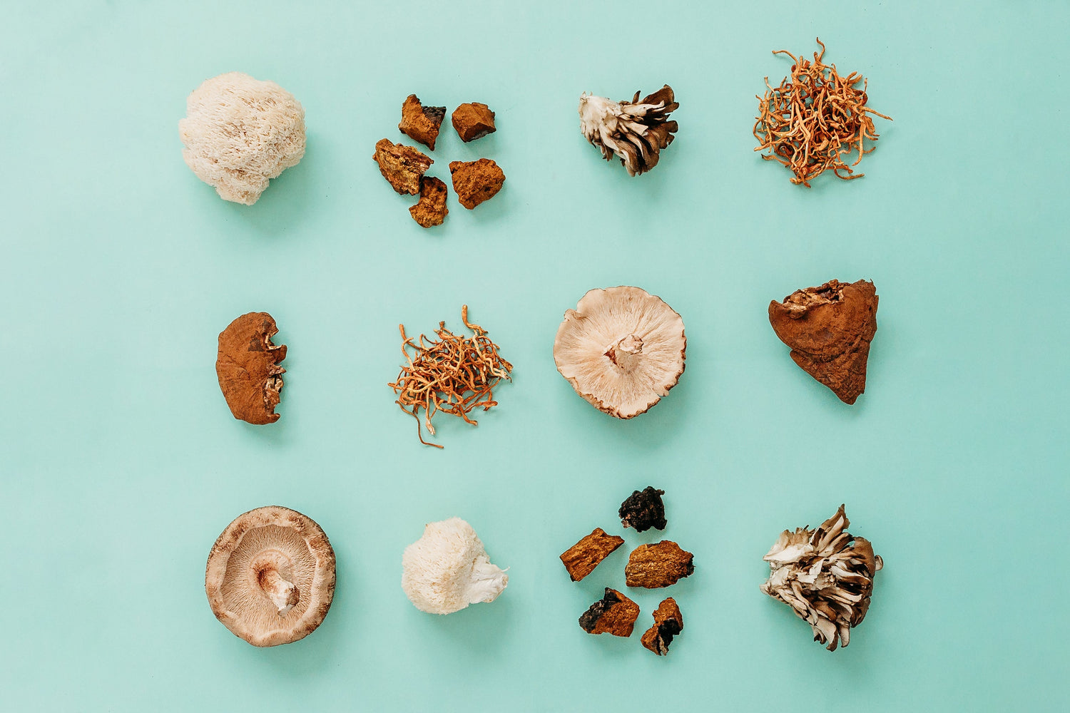 Row of fresh oyster, shiitake, and other gourmet mushrooms, natural food sources of ergothioneine