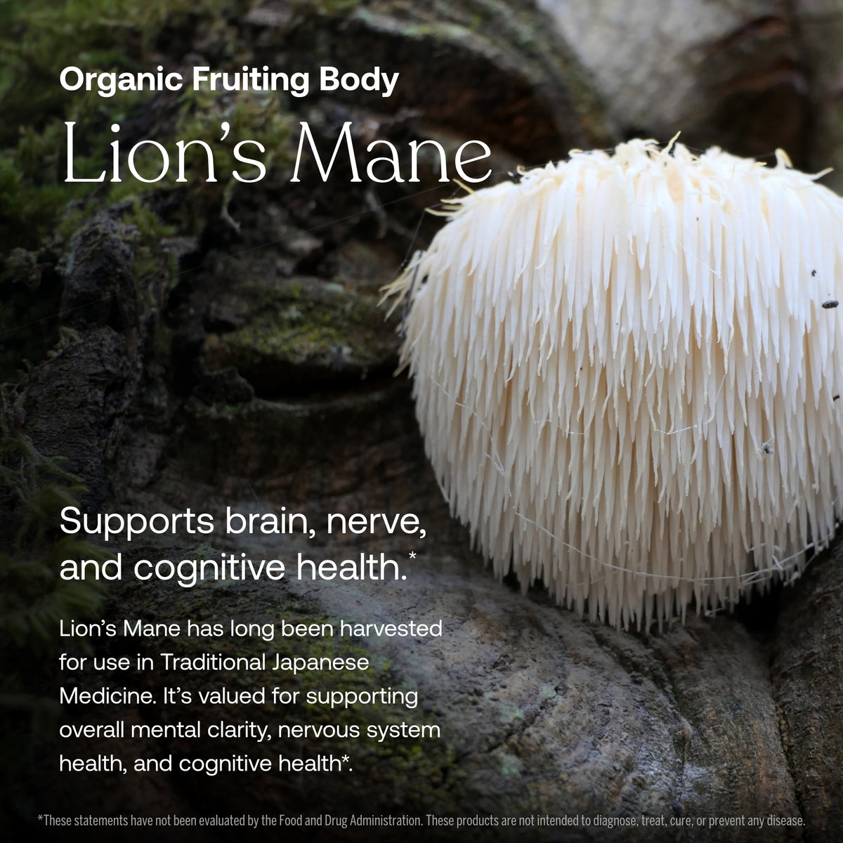 Lion’s Mane mushroom supplement, white fruiting body with dark label card