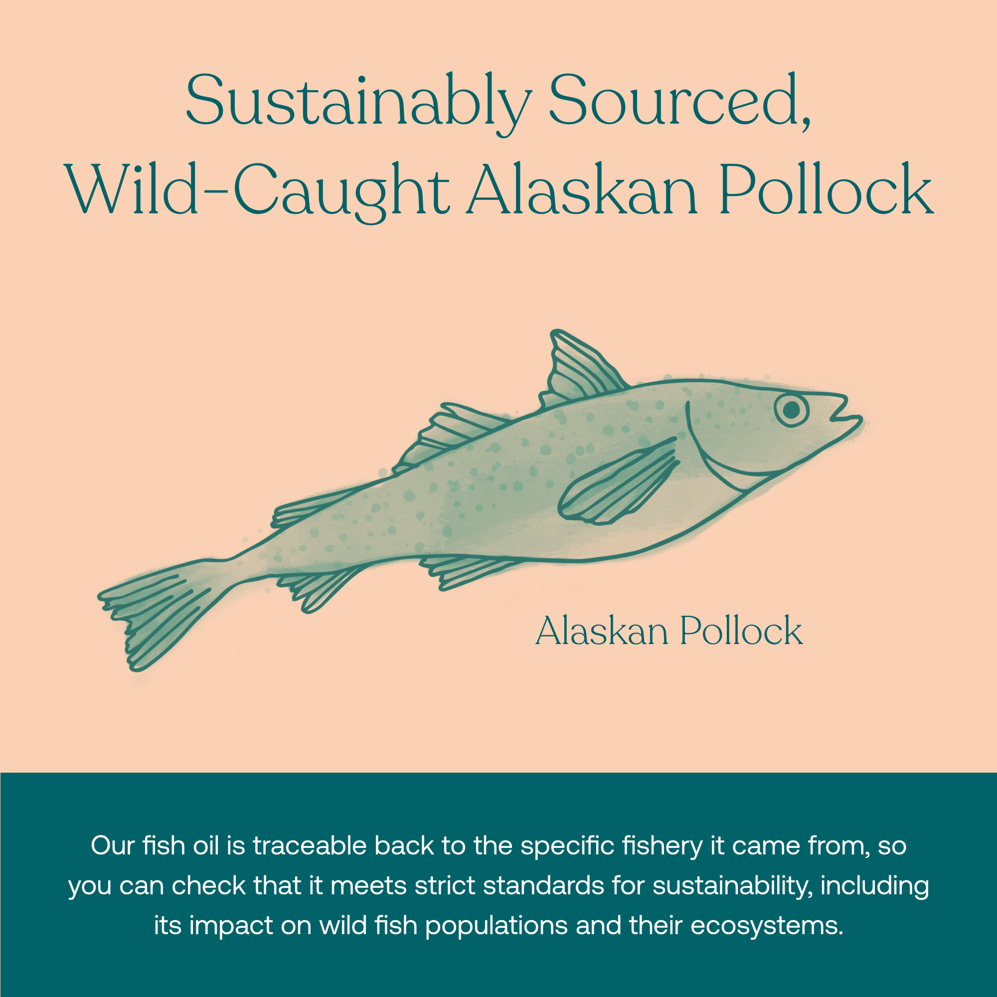 Our fish oil is traceable back to the specific fishery it came form, so you can check that it meets strict standards for sustainability, including its impact on wild fish populations and their ecosystems.