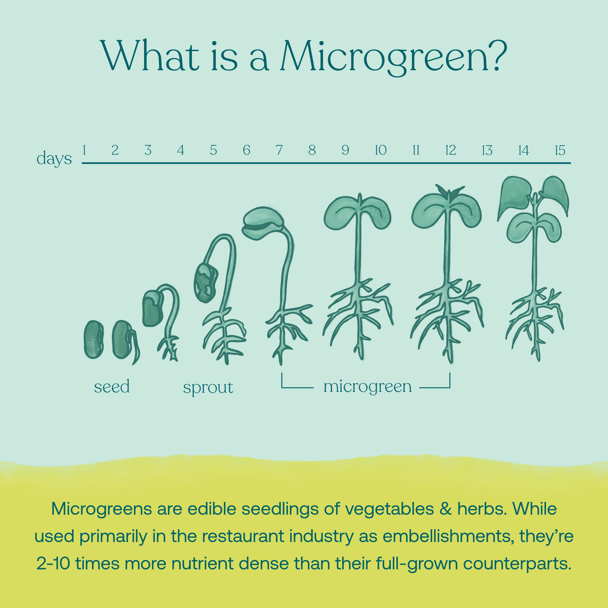 True Grace Broccoli Microgreens information. Microgreens are edible seedlings of vegetables & herbs. While used primarily in the restaurant industry as embellishments, they're 2-10 times more nutrient dense than their full-grown counterparts.