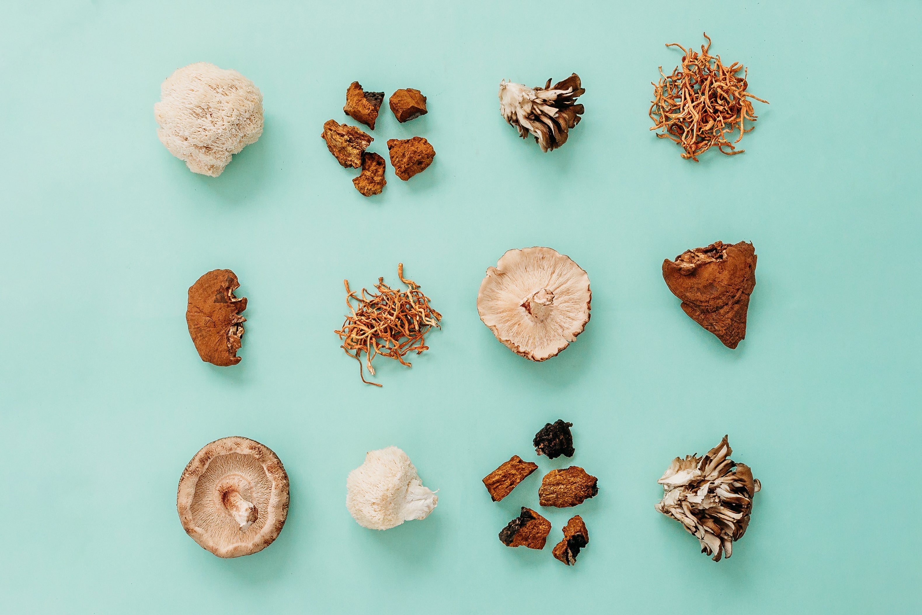 Row of fresh oyster, shiitake, and other gourmet mushrooms, natural food sources of ergothioneine