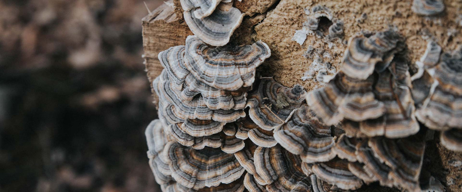 How Are Your Mushrooms Grown, and Why Does it Matter?