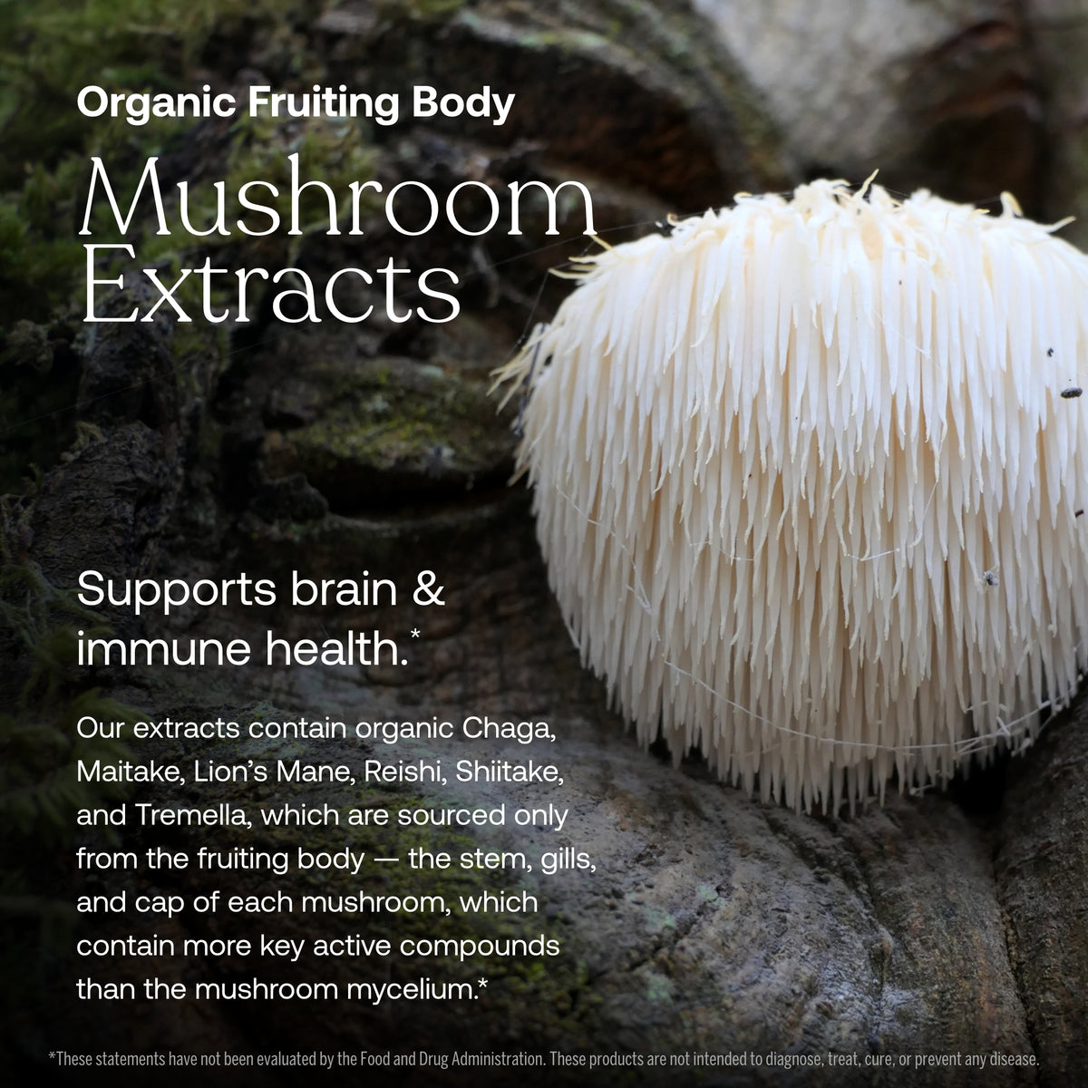 Organic mushroom extract graphic with white mushroom on rocks for brain & immune health