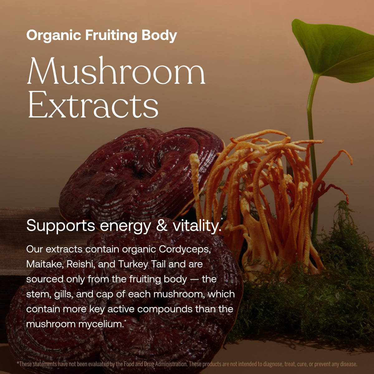 Organic fruiting body mushroom extracts with cordyceps and sprouts illustration