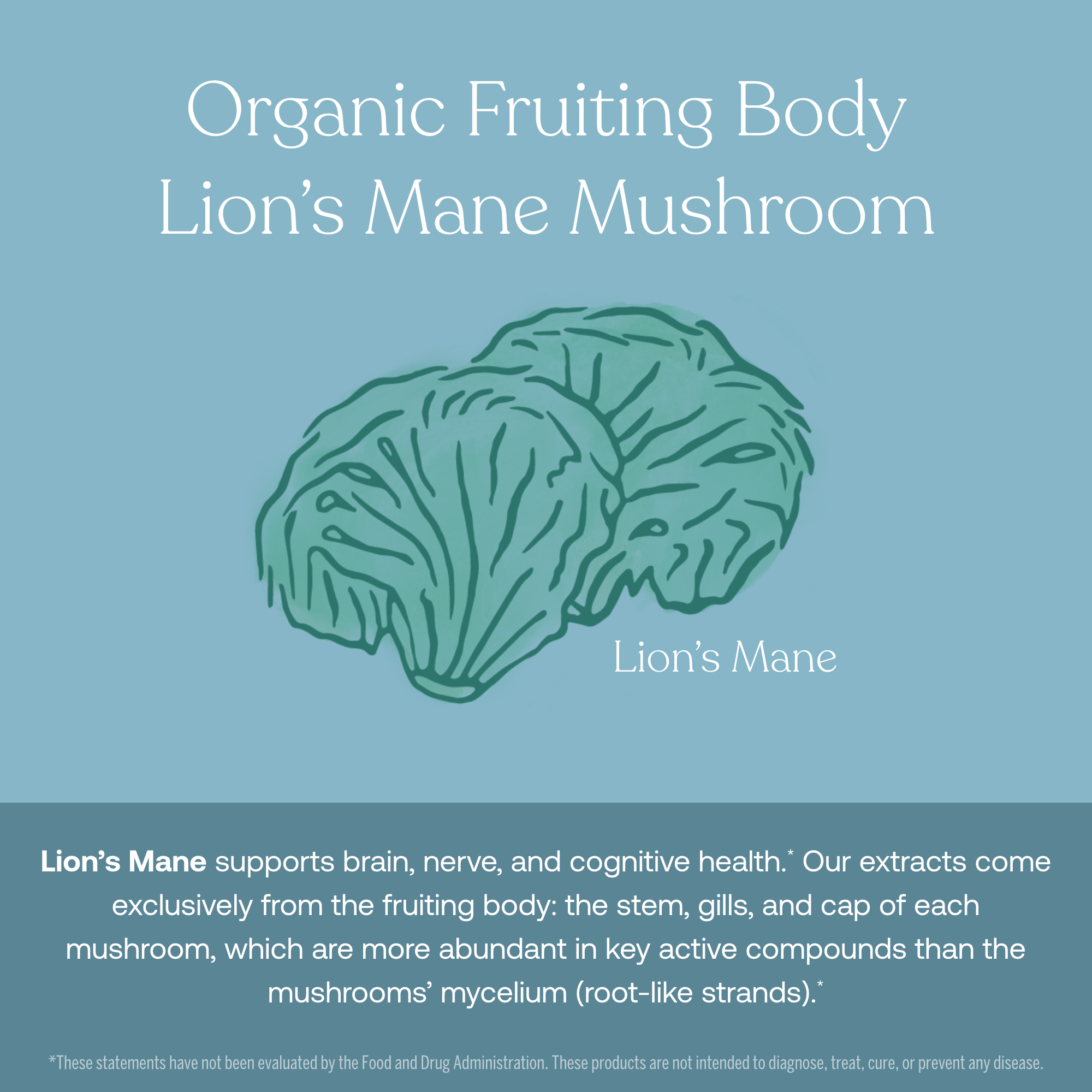 Lion's Mane supports brain, nerve, and cognitive health.* Our extracts come exclusively from the fruiting body: the stem, gills, and cap of each mushroom, which are the more abundant in key active compounds than then mushrooms mycelium (root-like strands).*