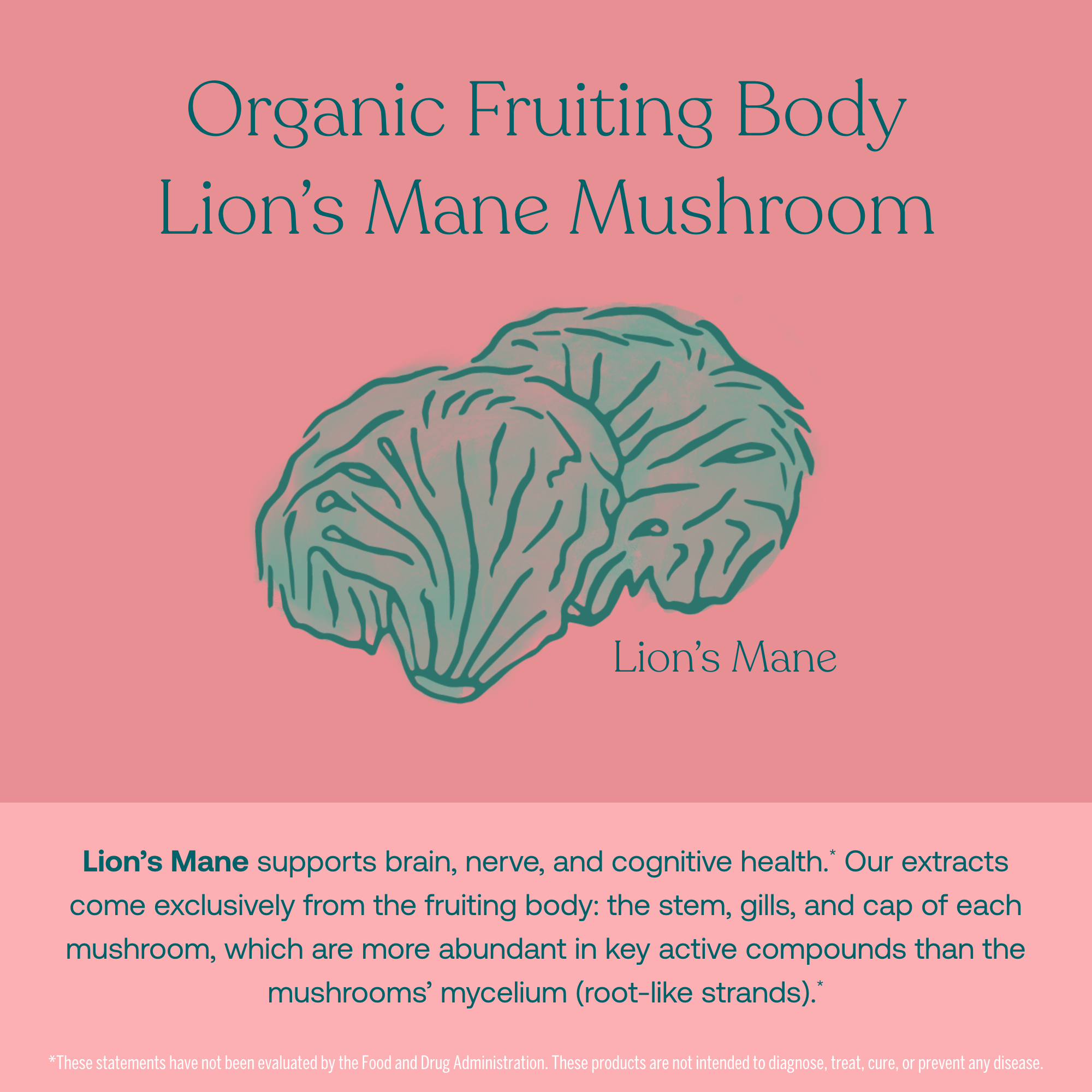 Lion's Mane supports brain, nerve, and cognitive health.* Our extracts come exclusively from the fruiting body: the stem, gills, and cap of each mushroom, which are the more abundant in key active compounds than then mushrooms mycelium (root-like strands).*