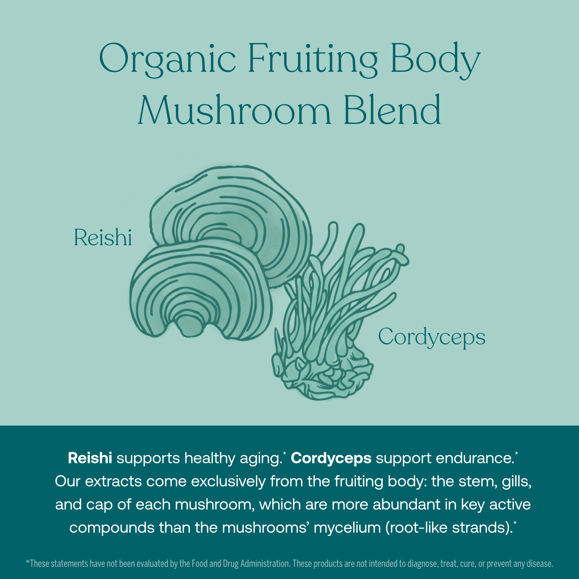 Reishi supports healthy aging.* Cordyceps support endurance.* Our extracts come exclusively from the fruiting body: the stem, gills, and cap of each mushroom, which are more abundant in key active compounds than the mushrooms' mycelium (root-like strands).*