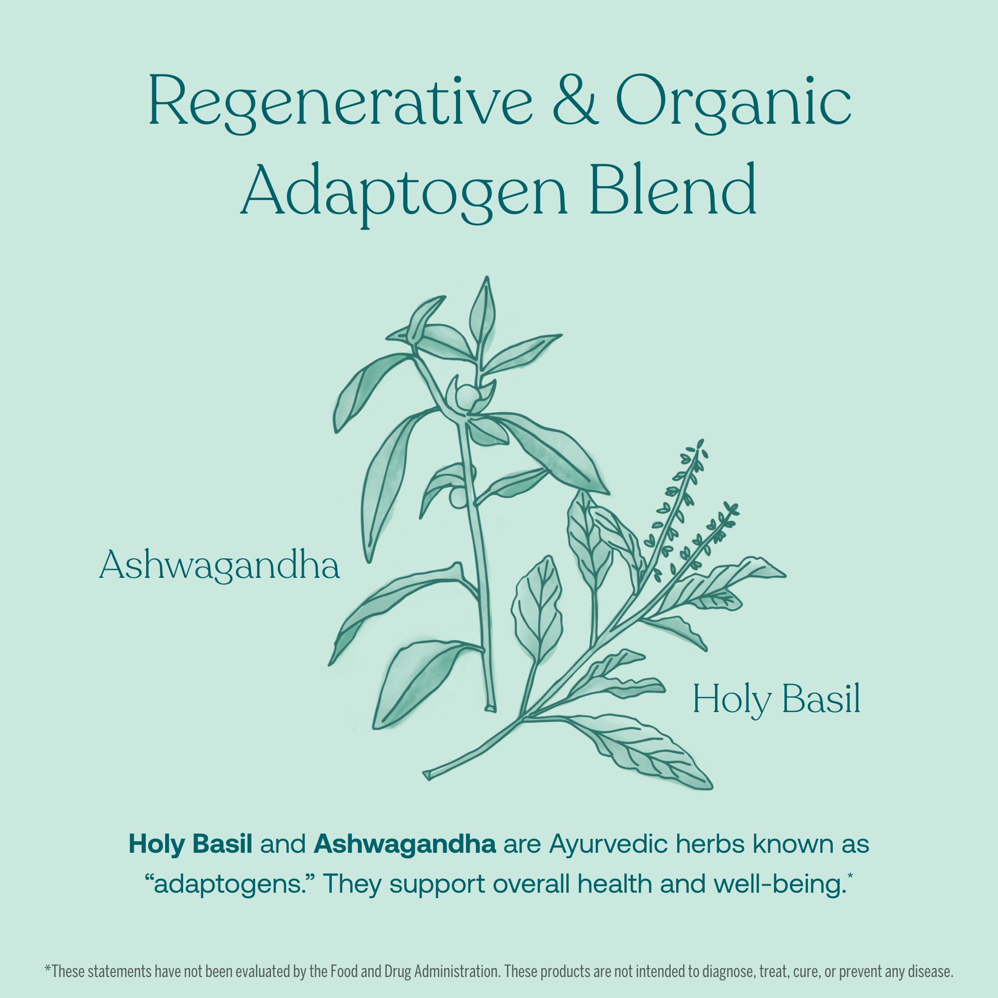 Holy Basil and Ashwagandha are Ayuvedic herbs known as "adaptogens." They support overall health and well-being.*