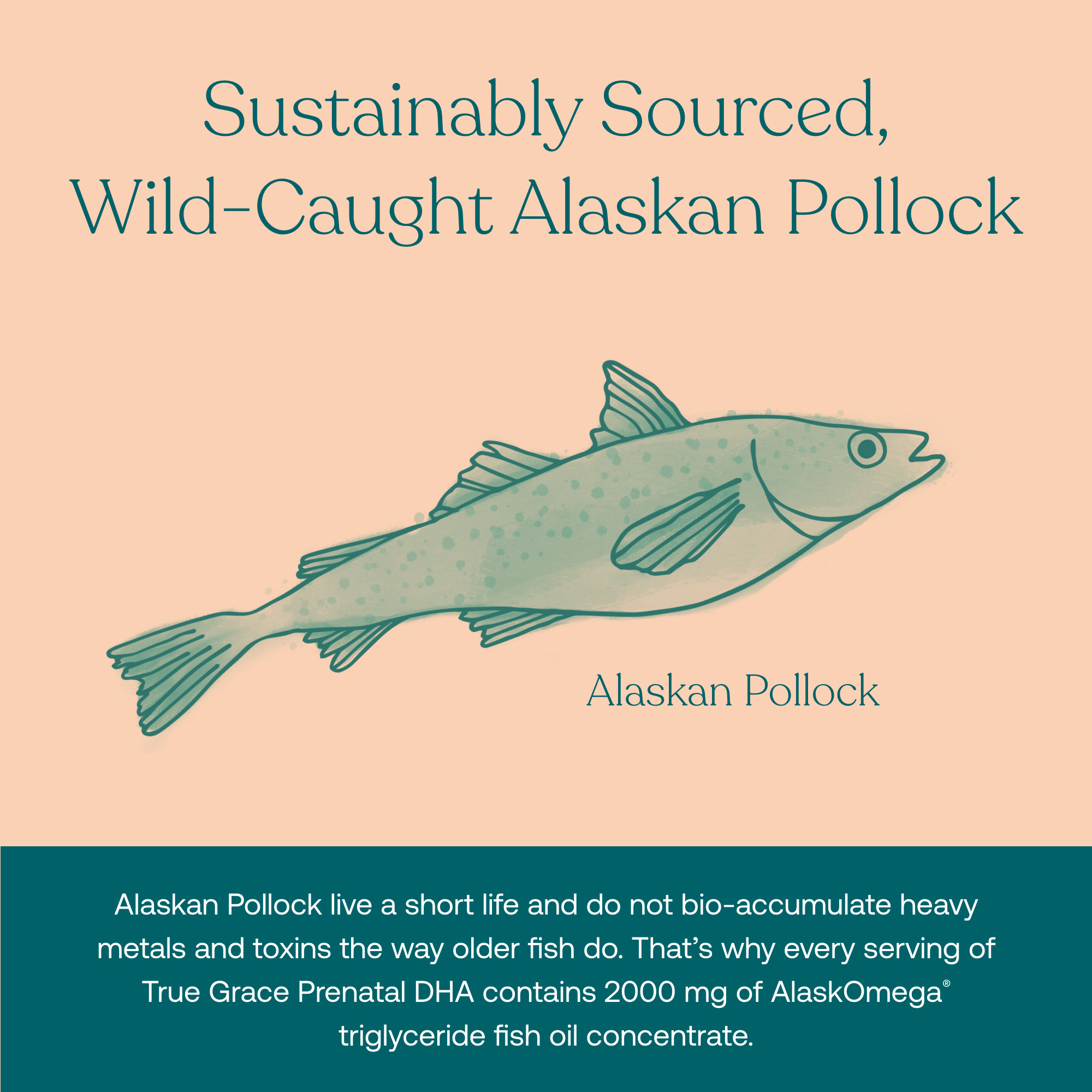 Alaskan Pollock live a short life and do not bio-accumulate heavy metals and toxins the way older fish do. That's why every serving of True Grace Prenatal DHA contains 2000 mg of AlaskOmega triglyceride fish oil concentrate.