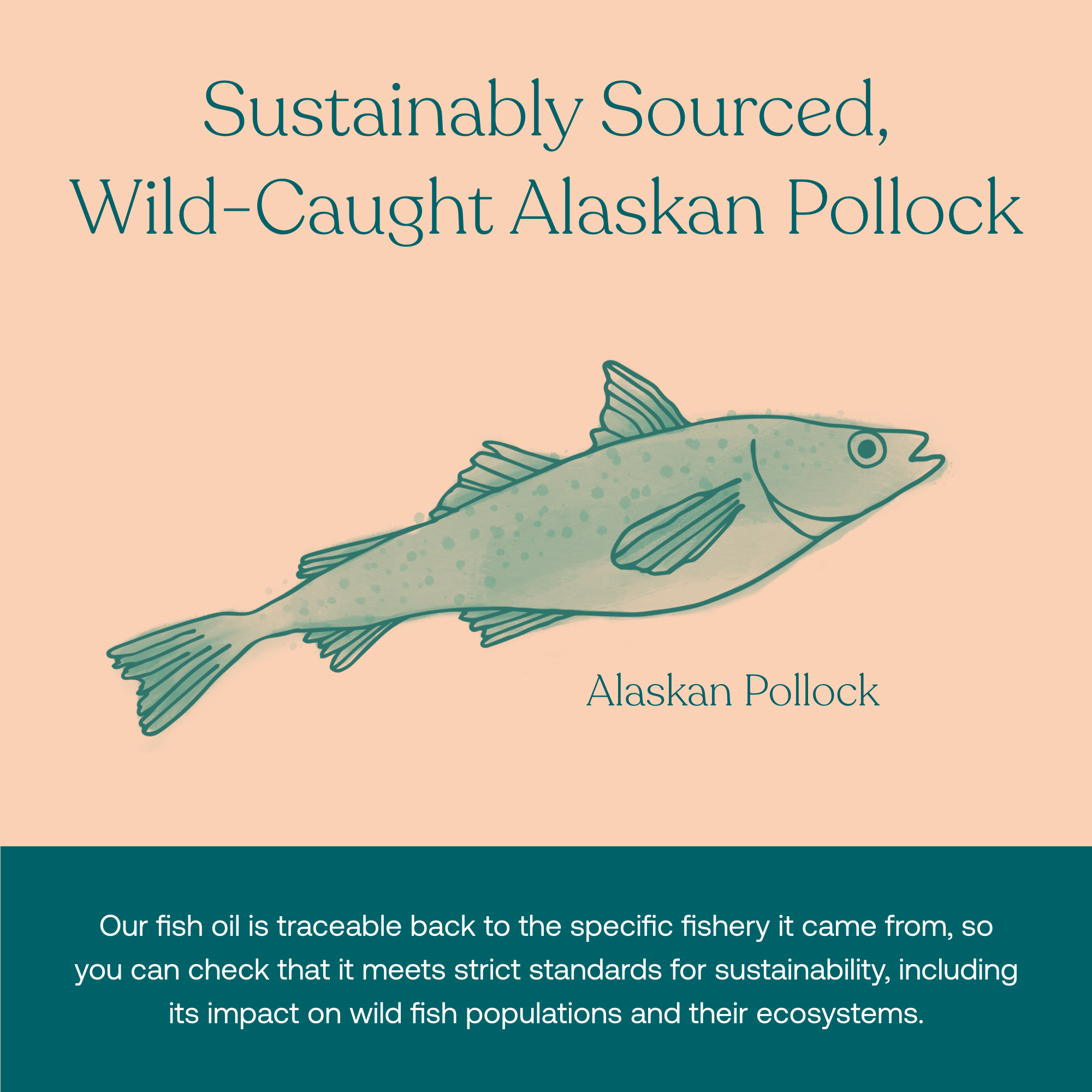 Our fish oil is traceable back to the specific fishery it came form, so you can check that it meets strict standards for sustainability, including its impact on wild fish populations and their ecosystems. 