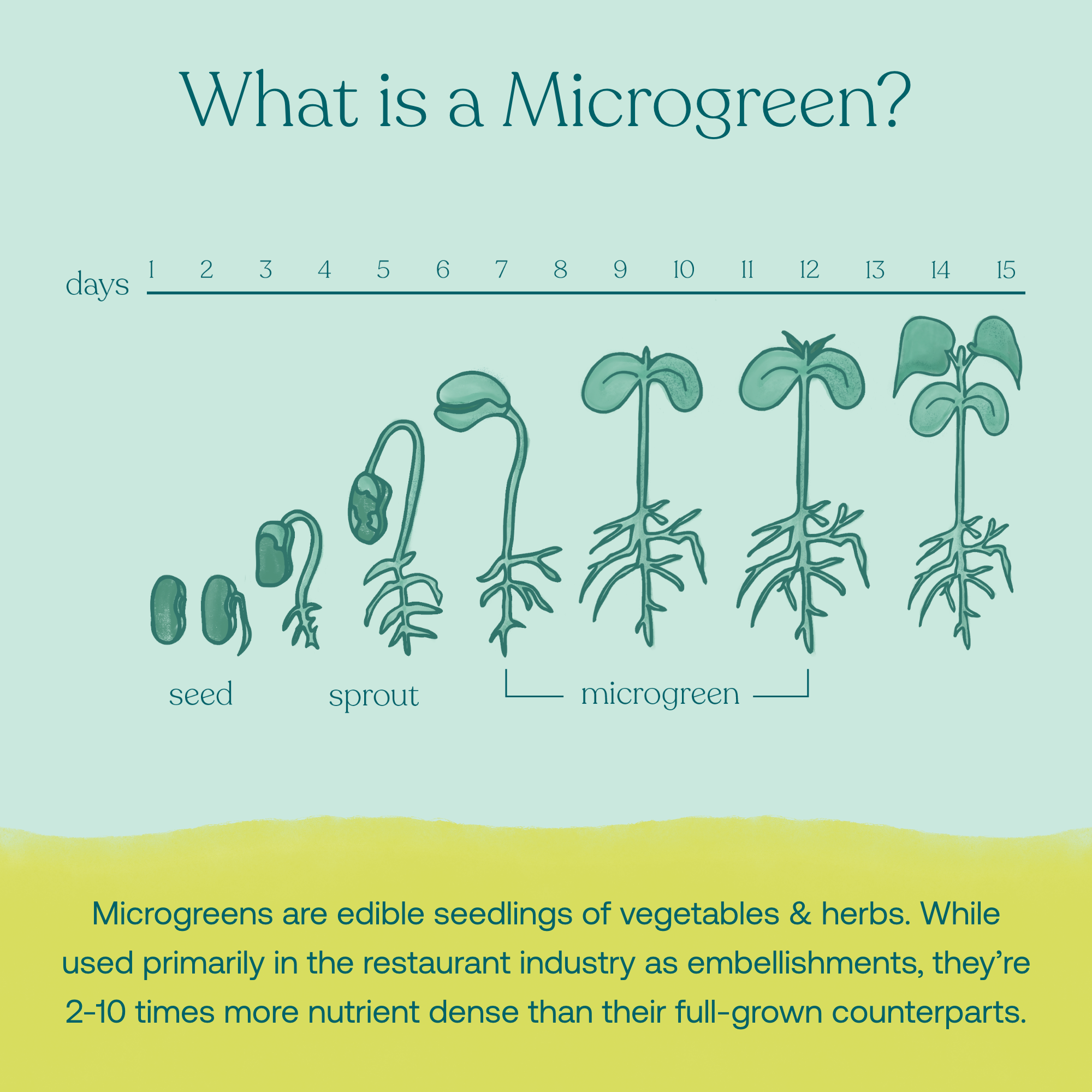 Microgreens are edible seedlings of vegetables & herbs. While used primarily in the restaurant industry as embellishments, they're 2-10 times more nutrient dense than their full-grown counterparts.