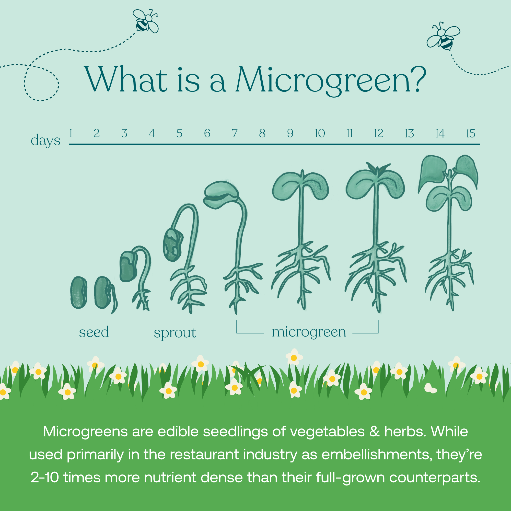 Microgreens are edible seedlings of vegetables & herbs. While used primarily in the restaurant industry as embellishments, they're 2-10 times more nutrient dense than their full-grown counterparts.