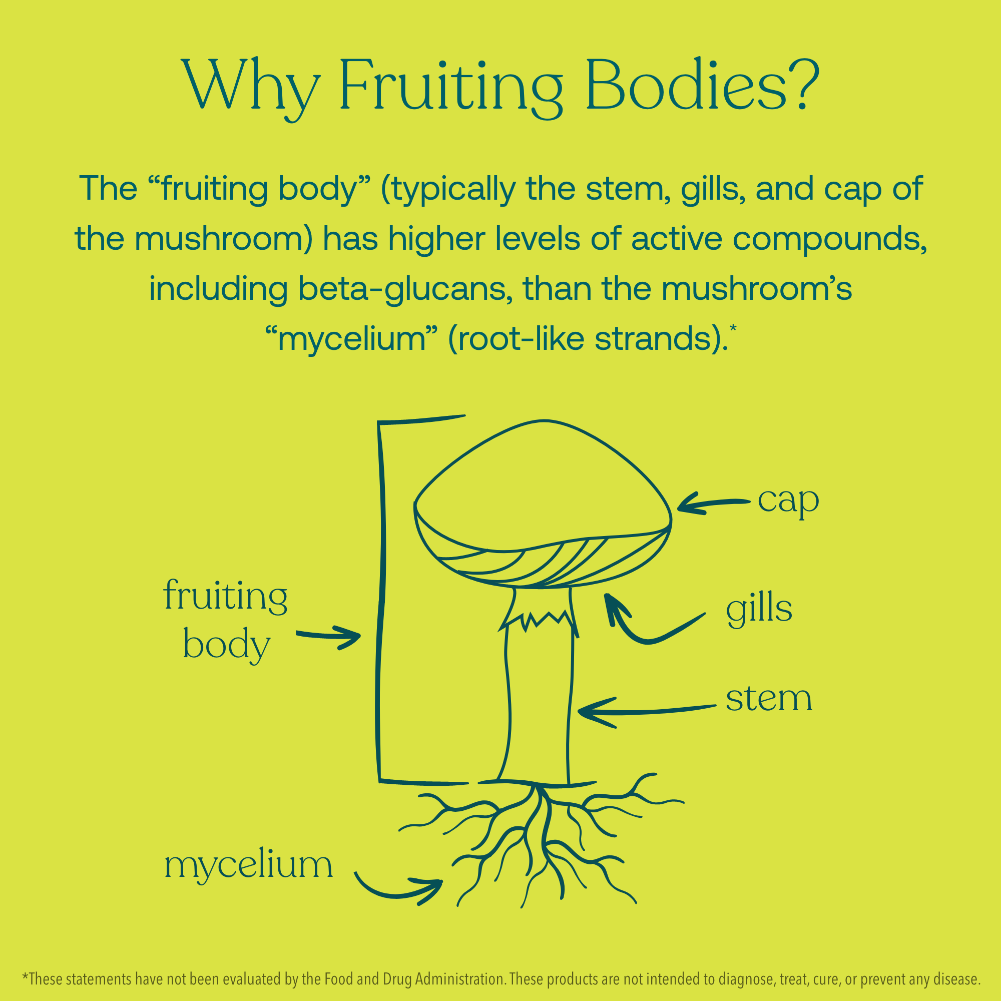 The "fruiting body" (typically the stem, gills, and cap of the mushrooms) has higher levels of active compounds, including beta-glucans, than the mushroom' "mycelium" (root-like strands).*