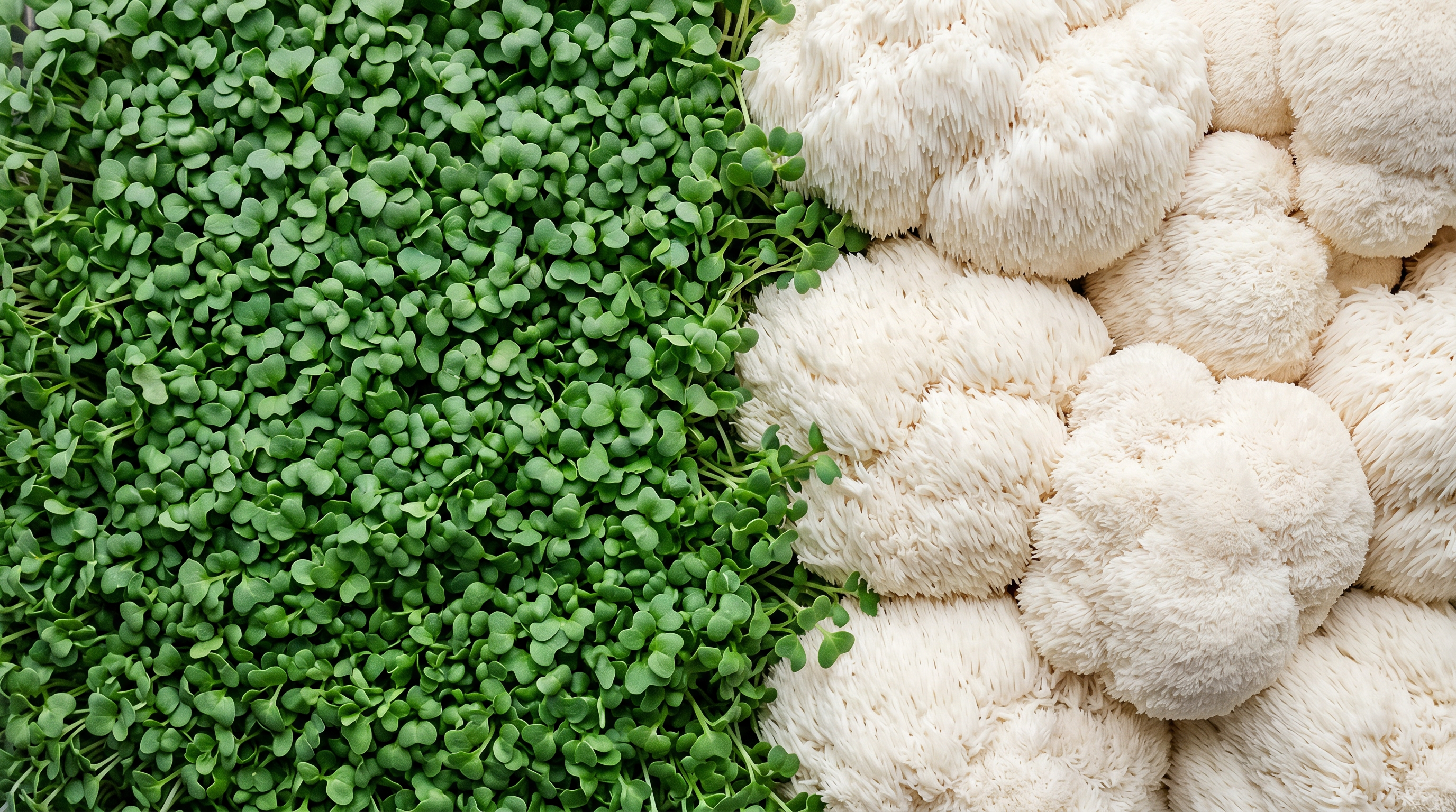 True Grace Microgreens and Mushrooms