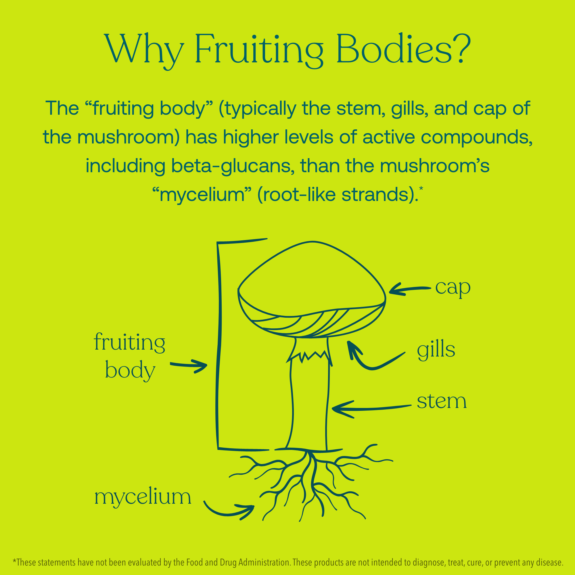 True Grace Lion's Mane fruiting body information on yellow background. The "fruiting body" (typically the stem, gills, and cap of the mushroom) has higher levels of active compounds, including beta-glucans, the mushroom's "mycelium" (rot-like strands).*