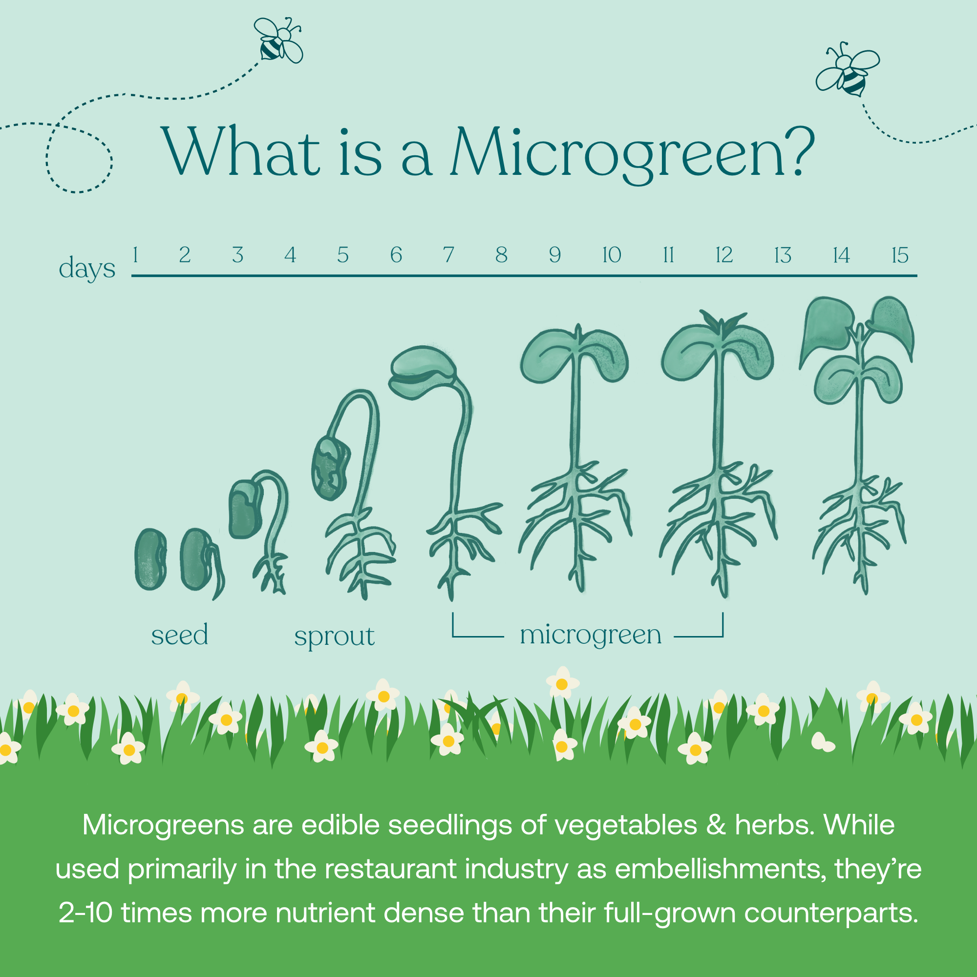 True Grace True Littles Microveggies superfood powder Microgreens are edible seedlings of vegetables & herbs. While used primarily in the restaurant industry as embellishments, they're 2-10 times more nutrient dense than their full-grown counterparts.